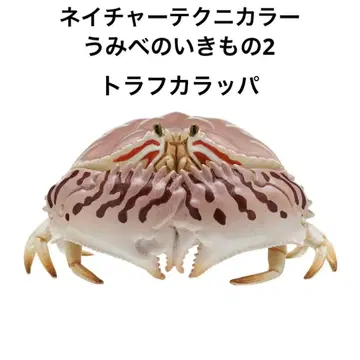 네이처 테크니컬러 바닷가 생물 2 트라프카라파