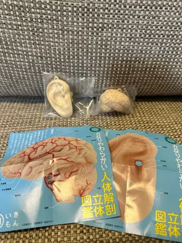 인체 해부 모형 세트 귀와 뇌 2개 세트