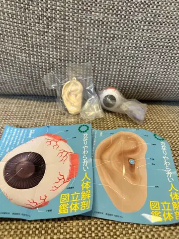 부드러운 인체 해부도 입체 도감