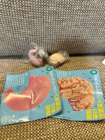 인체 모형 캡슐 토이 (위, 뇌, 심장)