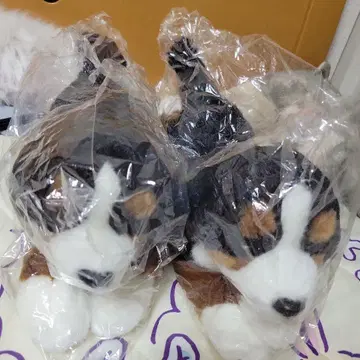 버니즈 마운틴 도그 리얼 도그 컬렉션