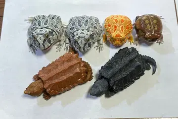 생물대도감 어드밴스 뿔개구리 악어거북 세트