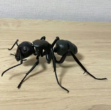 검은개미 생물대도감 곤충 생물 가챠