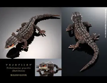 생물대도감 어드밴스 아카메가부토 도마뱀 (다크 브라운) 온라인판