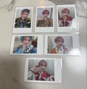 팬더 드래곤 하피카 타이거 6종