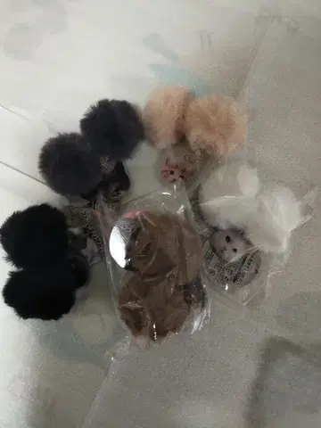 냥타마 스코트 컴플리트 5세트