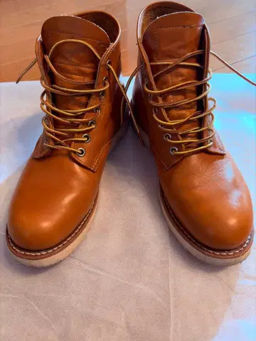 레드윙 9871 골드러셋