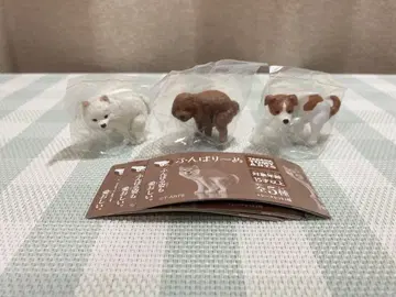 굼벵이 굼벵이 3개 토이 푸들 포메라니안 잭 러셀