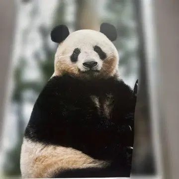 대팬더전 한정판 샹샹 A4 포스터 블라인드 야안 우에노 팬더