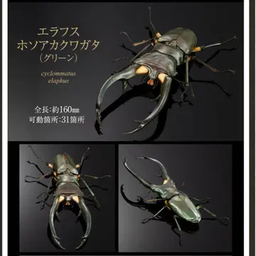 생물대도감 어드밴스 사슴벌레 02 에라푸스 하늘소사슴벌레 (그린)