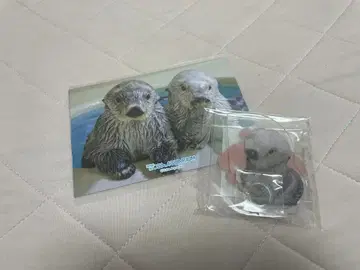 카푸쿠지 x 토바 수족관 랏코 굿즈 세트