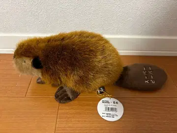SUPER BEAVER 봉제 인형 약 30cm