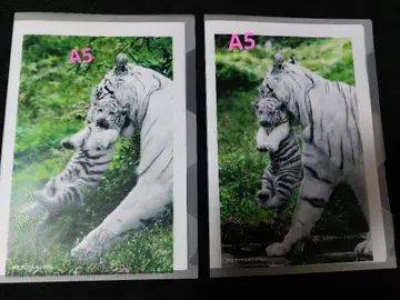 화이트 타이거 클리어 파일 세트