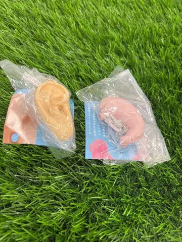 인체 해부 입체 도감 위 귀