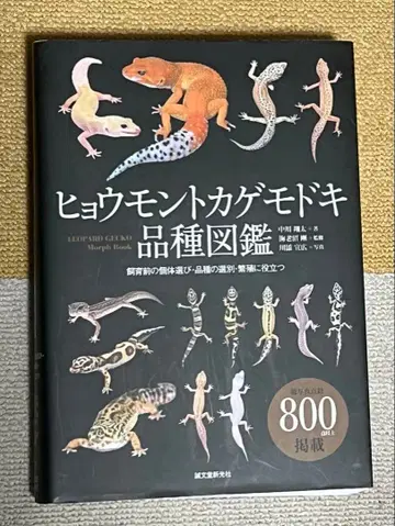 레오파드 도마뱀 품종 도감