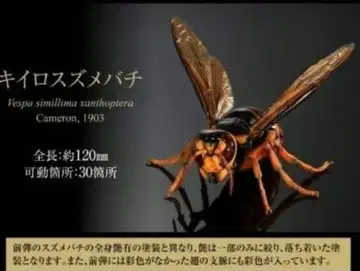 생물대도감 어드밴스 말벌 02 키이로말벌 가챠 가챠폰