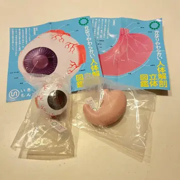 매우 부드러운 인체 해부 입체 도감 가챠 2개째 구조 모형 위 모형