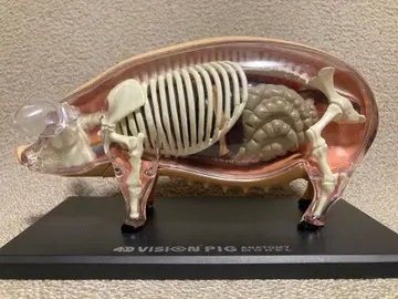 4D VISION 동물 해부 모델 돼지