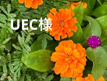 하마 학원 초5 복습 테스트, 공개 테스트