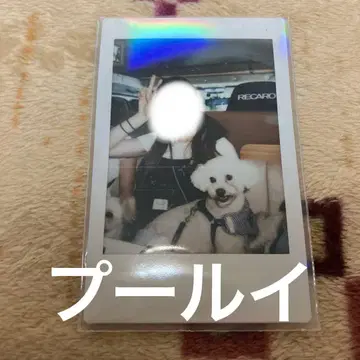 PIGGS 오마모리 MV 란 폴라로이드 푸 루이 코타 마메