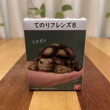 테노리 프렌즈 8 육지거북