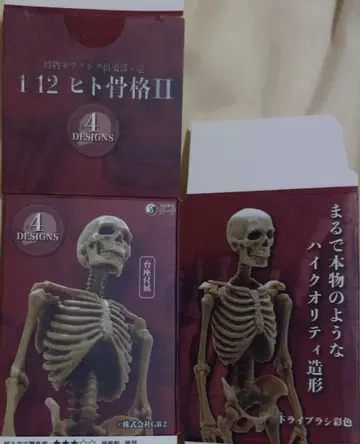 1/12 인간 골격 II 4DESIGNS