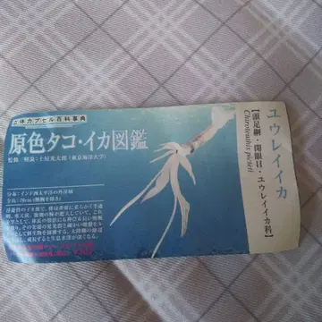 원색 문어 오징어 도감 유령오징어