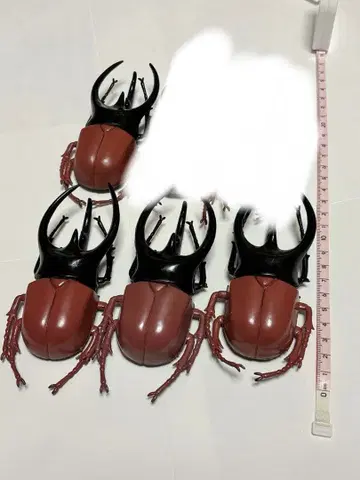 코카서스장수풍뎅이 4마리 세트