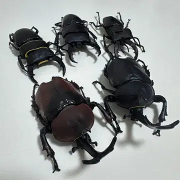 장수풍뎅이 피규어 5체 세트