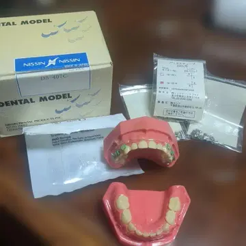 NISSIN 치과 모형 D5-407C
