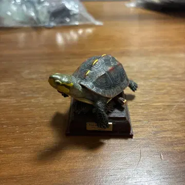 네이처 테크니컬러 일본의 거북