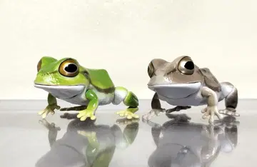 생물대도감 렙티 청개구리 그린 개구리 가챠 피규어