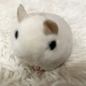 햄스터 봉제 인형 본체 화이트