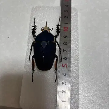 우간다 큰뿔 딱정벌레