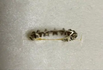 chigo 스타 스터드 반지