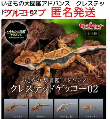 생물대도감 어드밴스 크레스티드 게코 02 전 4종류 컴프 온라인판