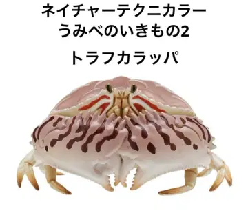 네이처 테크니컬러 바닷가 생물 2 트라프카라파