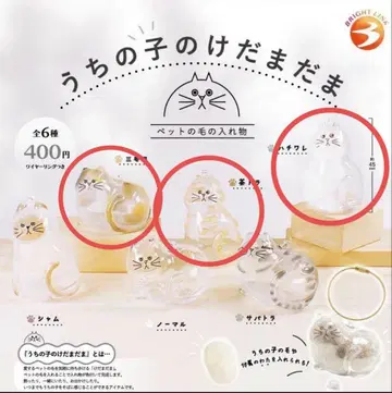 [정품] 우리 아이 털뭉치 브라운 태비 삼색 고양이 하치와레