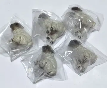 굼벵이~누 2 퍼그 5개