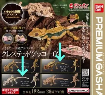 생물대도감 어드밴스 크레스티드 게코 02 트리컬러 달마시안
