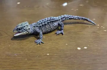 생물대도감 어드밴스 모토이 가부토 도마뱀 (다크 브라운)