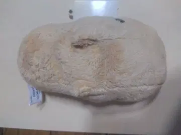 카비파라 씨와 또각또각 걷는 봉제 인형 2 정말로 걷습니다