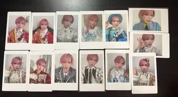 파라곤 타이거 팬더 드래곤 하피카