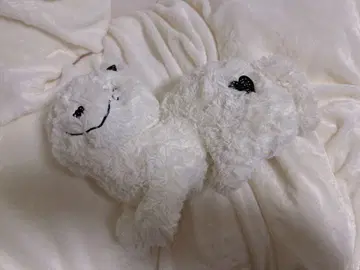 리이슈 고양이 화이트