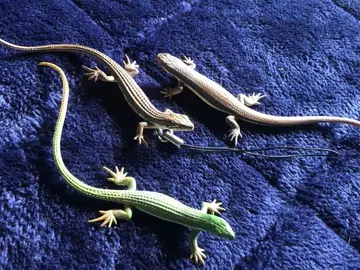 네이처 테크니컬러 도마뱀과 도마뱀 (도마뱀 3개)