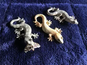 네이처 테크니컬러 도마뱀과 도마뱀 (도마뱀 3개)