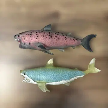 메갈로돈 백상아리