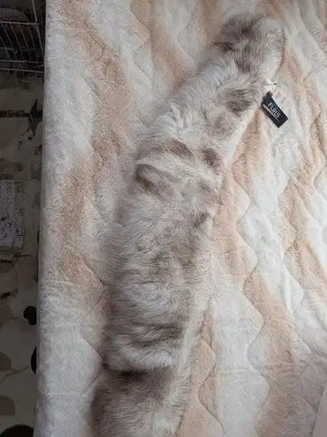 파랑 여우 퍼스트올