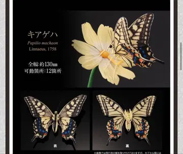 생물대도감 어드밴스 호랑나비 황호랑나비