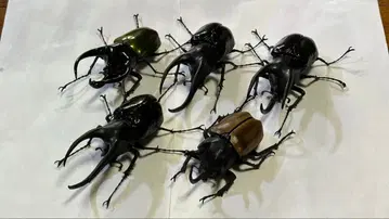 생물대도감 코카서스장수풍뎅이, 오각장수풍뎅이 세트